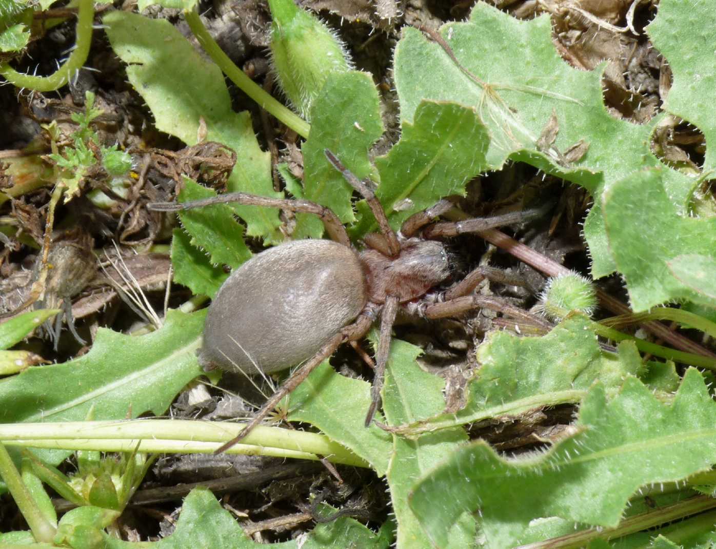 Drassodes lapidosus: femmina adulta
